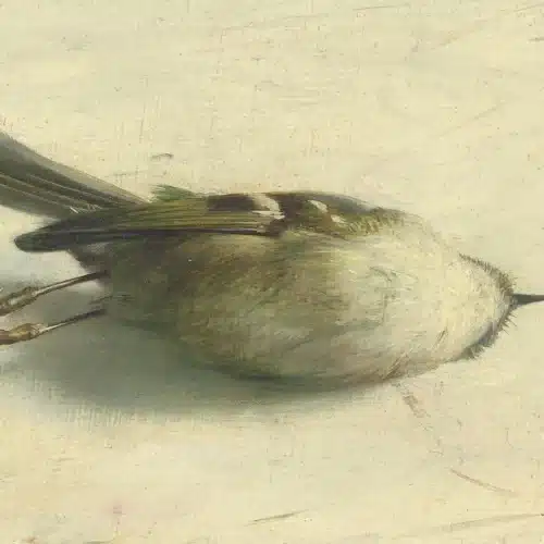 Painting ‘Goudhaantje’ by Henk Helmantel stolen