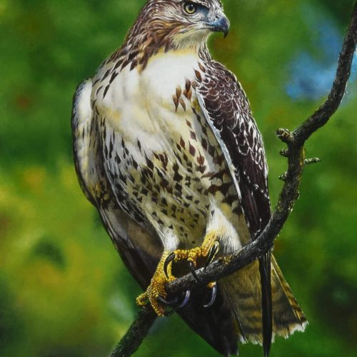 Alerte-buizerd-50-x-336-2024-scaled