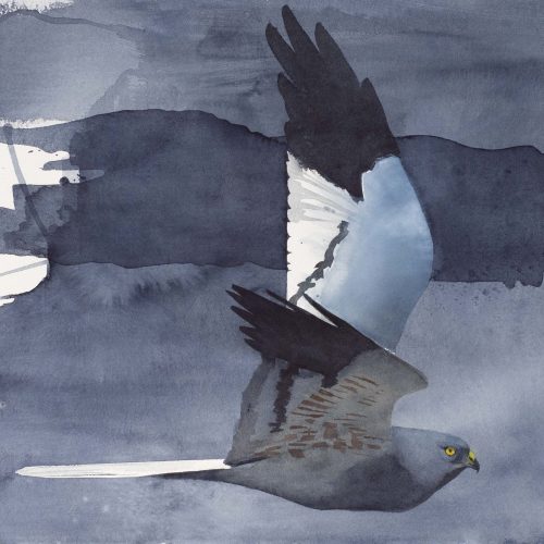 Grauwe-Kiek-vliegend-1