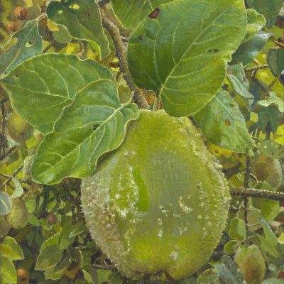 Groen-fluwelen-Kweepeer-2021-Olieverf-25-X20-cm.-copy-klein-