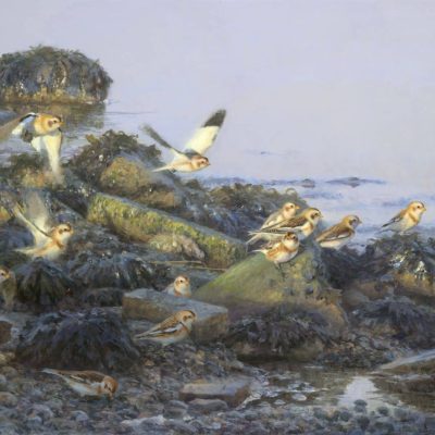 Sneeuwgorzen-bij-Moddergat-revisited