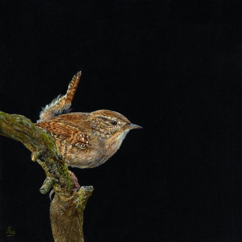 Winterkoninkje-7-kopie