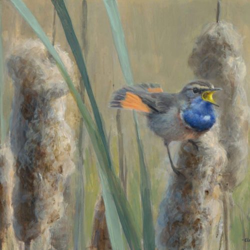 blauwborst-en-lisdodde