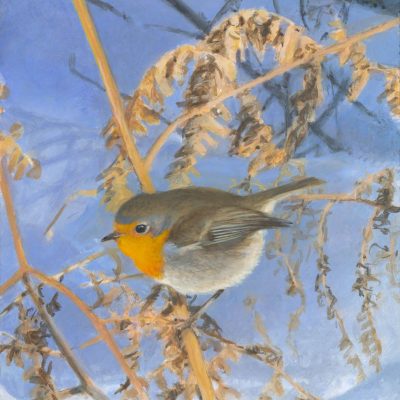 roodborst-in-winterzon-2023