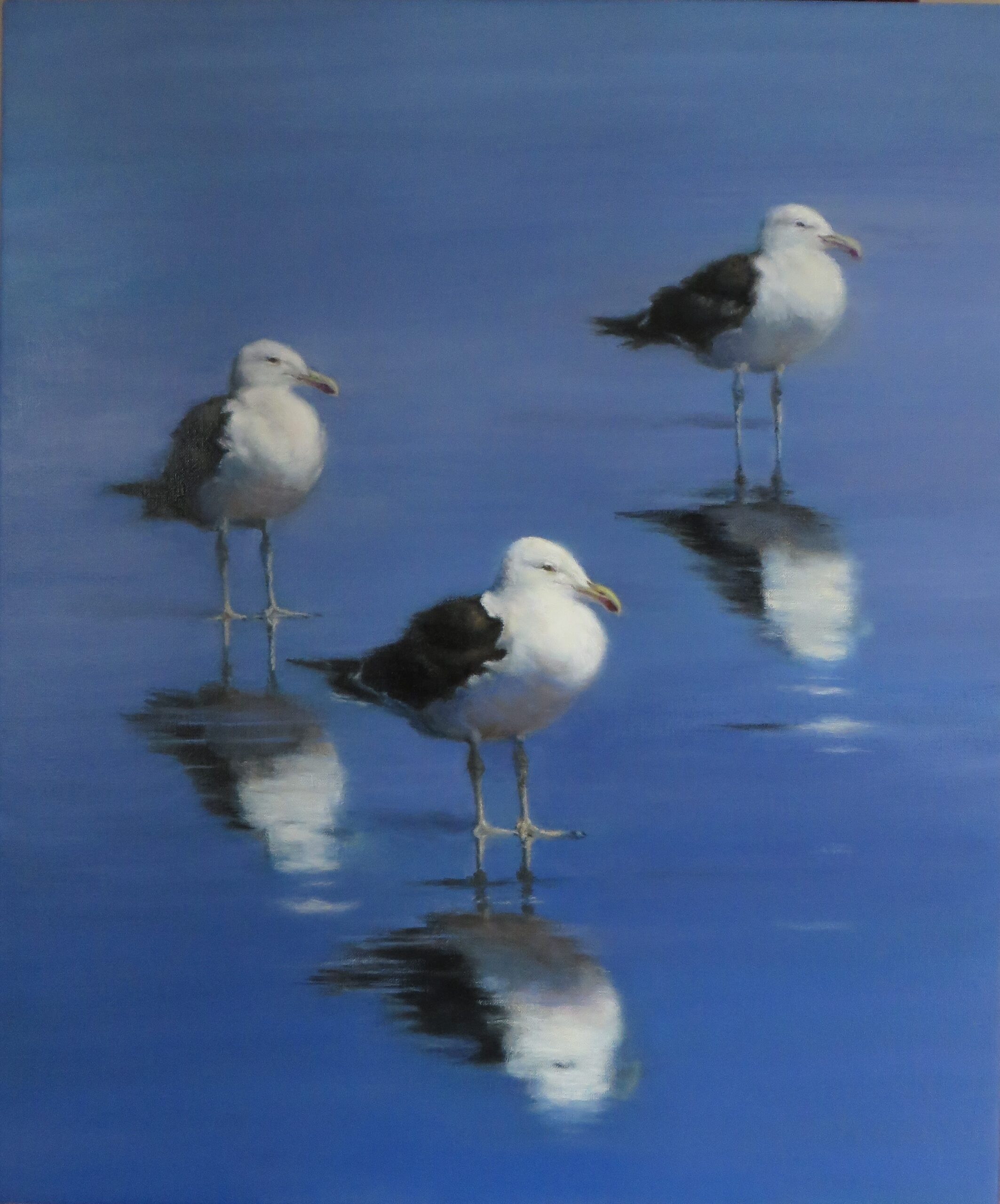 3-Gulls