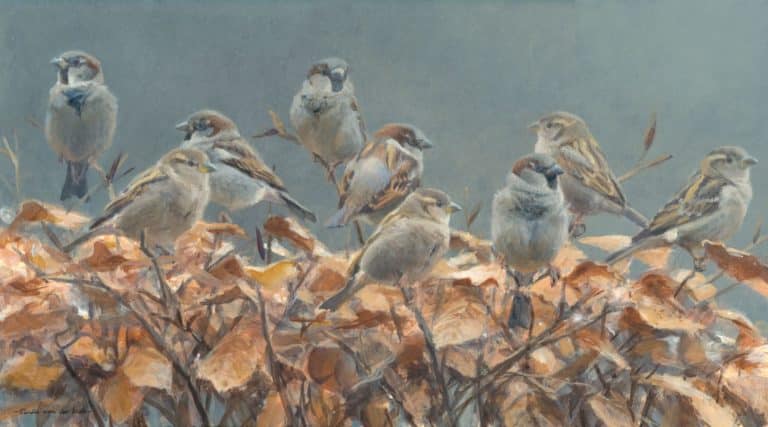 huismussen-in-beukenhaag